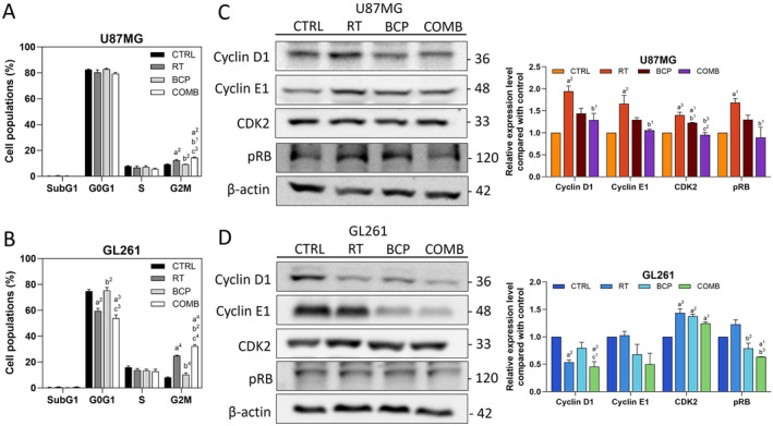 BCP enhances RT‐induced G2/M arrest and inhibits cell cycle progression. (A) Frequencies of cells in different cell cycle phases following treatment with various agents in U87MG and (B) GL261 cells. (C) Representative images and quantification of changes in G1‐S transition‐related proteins, including Cyclin D1, Cyclin E1, CDK2, and pRB, in U87MG and (D) GL261 cells under different treatment conditions. One‐way ANOVA was used for statistical analysis. “a” compares to CTRL; “b” compares to RT; and “c” compares to BCP. Statistical significance: 1, p < 0.05; 2, p < 0.01; 3, p < 0.001; and 4, p < 0.0001.