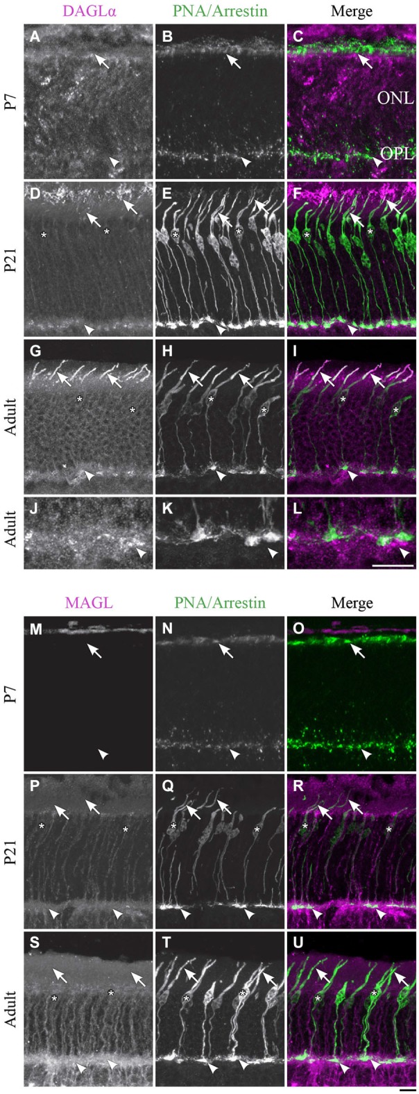 DAGLα and MAGL immunoreactivity in cone photoreceptors. (A–U) confocal micrographs of P7, P21 and adult rat retinas co-labeled for DAGLα (A–L) or MAGL (M–U) and the cell-type specific marker for cone photoreceptors, PNA (for P7) or cone-arrestin (for P21 and adult). Each protein is presented alone in gray scale: DAGLα or MAGL in the first column and PNA/cone-arrestin in the second; then the two are presented merged in the third column (DAGLα or MAGL in magenta and PNA/cone-arrestin in green). DAGLα is localized in the outer (arrows) and inner segments of cones, as well as the cell body (stars) but not the synaptic pedicle (arrowheads). MAGL is not detectable in any part of the cone photoreceptors. ONL, outer nuclear layer; OPL, outer plexiform layer. Scale bar = 10 µm.