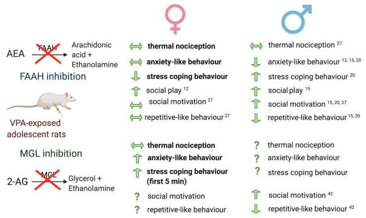 Schematic depicting the effects of FAAH and MGL inhibition on anxiety-like behaviour in VPA-exposed female and male rats. Bold highlights the data depicted in the current study. References provided for data cited in published literature.