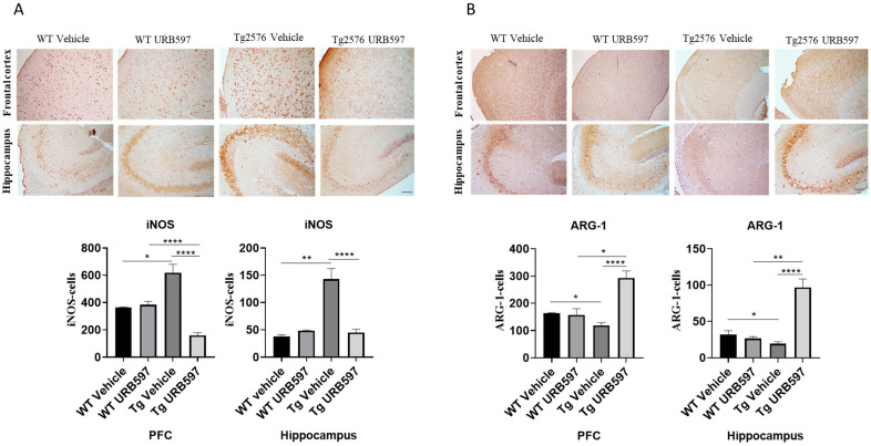Immunohistochemical analysis (Ematoxillin and DAB chromogen) in sagittal sections of PFC and hippocampus. (A) shows decreased iNOS marking in Tg2576 mice treated with URB597; (B) shows increased ARG-1 marking in Tg2576 mice treated with URB597; these results were confirmed by quantification shown in graphs. Analysis was performed by considering 4 10× magnification fields for both hippocampus and cortex, and values were expressed as mean ± SD of total positive cells expressed in both brain regions from 6 independent experiments for each experimental group using unpaired Student t test. Significance levels were denoted as follows: * p < 0.05, ** p < 0.01, **** p < 0.0001.