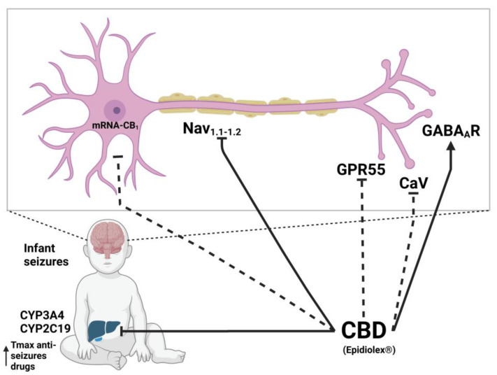 Molecular mechanism of CBD on epilepsy. Dotted lines refer to mechanisms recently suggested as probable based on in vitro experiments, which require verification on in vivo models. Created with Biorender.com.
