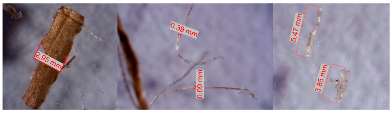 Hemp samples measured with the ZEISS STEMI 2000-C microscope along with AxioVision software REL. 4.8.