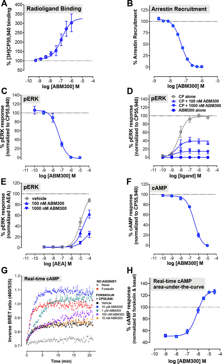 ABM300 increases agonist binding but inhibits CB1R orthosteric agonist signaling through arrestin recruitment, ERK phosphorylation and cAMP signaling.a ABM300 increases [3H]CP55,940 binding to hCB1R CHO cell membranes. b ABM300 concentration-dependently decreases CP55,940 (10 nM)-mediated arrestin recruitment, with the PathHunter® β-arrestin assay. c ABM300 concentration-dependently decreases ERK phosphorylation at the EC80 concentration of CP55,940 (40 nM), using the AlphaScreen® SureFire® ERK1/2 phosphorylation kit in hCB1R CHO cells. d ABM300 has no effect alone, but decreases the Emax for CP55,940-stimulated ERK phosphorylation in a concentration-dependent manner in hCB1R CHO cells. e ABM300 decreases the Emax of AEA-stimulated ERK1/2 phosphorylation in a concentration-dependent manner in hCB1R CHO cells. f ABM300 concentration-dependently inhibits CP55,940-(EC80 of 40 nM) mediated inhibition of forskolin-stimulated cAMP signaling in hCB1R CHO cells. Data shown as mean ± SEM from 3–5 independent experiments conducted in triplicate. g BRET CAMYEL real-time cAMP signaling data in hCB1R HEK cells, showing ABM300 concentration-dependently inhibiting the reduction in cAMP level induced by 5 µM forskolin and 1 µM CP55,940; the time-dependent activity of ABM300 is particularly apparent at moderate concentrations (1 µM and 100 nM), in which the onset of the ABM300 effect is delayed (representative experiment). h Area-under-the-curve analysis of g, showing that ABM300 concentration-dependently inhibits CP55,940-mediated cAMP reductions in HEK cells. At high concentrations of ABM300, cAMP levels are increased above forskolin alone (100%).