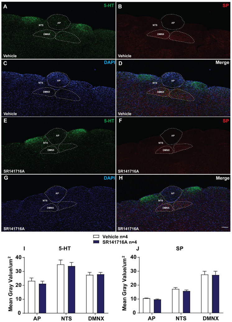 Immunohistochemical analysis of the release of 5-HT and SP following CB1 receptor inverse agonist/antagonist SR141716A (20 mg/kg, i.p.)-induced vomiting. Least shrews were sacrificed 15 min after vehicle or SR141716A injection (20 mg/kg, i.p.) (n = 4 shrews per group). Brainstem sections (20 μm) were stained with a mix of goat anti-5-HT and rat anti-SP primary antibodies followed by a mix of Alexa Fluor 488 donkey anti-goat and cy3-conjugated donkey anti-rat secondary antibodies. Nuclei were stained with DAPI in blue. Representative tile scan images (20×) show the release of 5-HT and SP in the brainstem dorsal vagal complex (DVC) in response to SR141716A (E–H) compared with the vehicle-treated group (A–D). Dashed lines delineate the boundaries of the AP, NTS, and DMNX (A–H). Quantified data show that SR141716A did not induce significant changes in the release of 5-HT and SP in the AP, NTS, and DMNX in least shrew brainstems compared to the vehicle-treated group (I,J). Scale bar = 100 μm. Values represent the mean gray value of the released 5-HT and SP of each region per section and are presented as mean ± SEM (unpaired t-test).