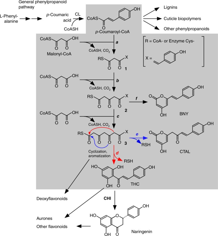Chalcone synthase (CHS)-catalyzed formation of THC and other polyketides.The CHS-catalyzed process (steps a through f) is presented in a gray background. One of the CHS substrates, p-coumaroyl-CoA, is derived from L-phenylalanine via the general phenylpropanoid pathway and serves as a precursor of lignin, cuticle biopolymers, and other phenylpropanoids in plants. A diffusible intermediate of the CHS-catalyzed reaction may serve as a substrate of chalcone reductase in deoxyflavonoid biosynthesis10. Additionally, THC serves as a precursor of aurones, whereas naringenin serves as a precursor of other flavonoids6,11. CL, 4-coumaric acid:CoA ligase.