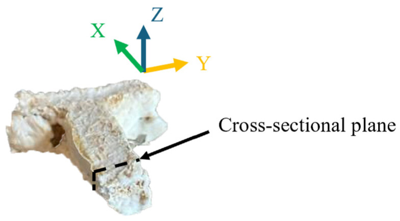 A cross-sectional plane parallel to the Y–Z plane of the final sample.