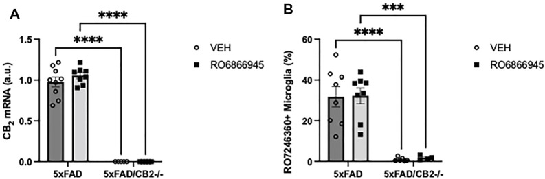 The chronic exposure to the CB2 selective agonist, RO6866945, did not modify the expression of cannabinoid CB2 receptors. (A) mRNA levels of the cannabinoid CB2 receptor did not vary after treatment with RO6866945 but were completely absent in 5xFAD/CB2 -/- mice. (B) Binding of the fluorescent probe RO7246360 to cannabinoid CB2 receptors was used to quantify protein levels, revealing no changes after treatment with the agonist and the negligible levels of CB2 protein in 5xFAD/CB2 -/- mice. Two-way ANOVA followed by Tukey’s post-hoc test. **<p0.01; ****<p0.0001. N = 4–9 mice per group. Data represent mean ± SEM.