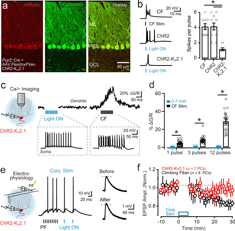 Absence of optogenetically induced dendritic Ca2+ signaling and plasticity in PCs with soma-restricted ChR2 expression.a Image from a Pcp2::Cre mouse expressing mRuby-tagged ChR2-Kv2.1 by Cre-dependent AAV transduction; PCs are marked by calbindin immunostaining. b Electrophysiological recordings from the soma of two different PCs, expressing either ChR2 (n = 11 PCs) or ChR2-Kv2.1 (n = 6 PCs), in response to single pulses of light (5 ms; 0.7 mW/mm2). A complex spike in the ChR2-expressing cell was evoked by climbing-fiber (CF) stimulation for comparison (n = 9 PCs). The summary plot on the right shows the average somatic spiking response to the different stimuli (one-way ANOVA with Tukey’s post test; CF vs. ChR2: P > 0.05, CF vs. ChR2-Kv2.1: P ≤ 0.001, ChR2 vs. ChR2-Kv2.1: P ≤ 0.001). Data from 14 mice. c Dendritic Ca2+ activity in a ChR2-Kv2.1-expressing PC to a burst of optogenetic stimuli (12 pulses; 5 ms; 50 Hz; 0.7 mW/mm2) or to repeat climbing-fiber activation. Somatic spiking is shown in the gray boxes below. d Lack of dendritic Ca2+ signals in response to optogenetic stimuli in PCs expressing ChR2-Kv2.1 (n = 25 dendrites, four cells, three mice; two-way repeated-measures ANOVA with Dunnett’s post test; 1 pulse: CF vs. ChR2-Kv2.1, P < 0.0001, 3 pulses: CF vs. ChR2-Kv2.1, P < 0.0001, 12 pulses: CF vs. ChR2-Kv2.1, P < 0.0001). e A parallel fiber (PF) tetanus (100 Hz; 70 ms) was stimulated in conjunction with optogenetic activation of ChR2-Kv2.1-expressing PCs (2 pulses; 5 ms; 20 Hz); pairing was repeated 300 times (1 Hz). On the right, average parallel fiber-evoked EPSPs are shown before and after conjunctive pairing. f In recordings from ChR2-Kv2.1-expressing PCs, EPSP amplitude remained unchanged following the conjunctive parallel fiber-light-pairing procedure (red) as opposed to a depression of EPSP amplitude following the parallel fiber -CF pairing procedure (black). Data were obtained from ten mice. All data are mean ± SEM; asterisk indicates P < 0.05.