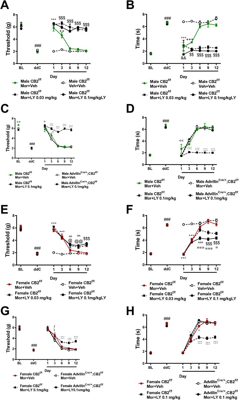 Co-administration of LY2828360 with morphine prevents the development of tolerance to morphine’s antinociceptive effects in male, and to a lesser extent in female CB2f/f mice but not in advillinCre/+;CB2f/f mice.Morphine (10 mg/kg i.p.) alleviated ddC-evoked mechanical (A, C, E, G) and cold (B, D, F, H) responsiveness on days 1 and 3 of administration. Co-administration of LY2828360 (0.03 mg/kg or 0.1 mg/kg i.p.) with morphine (10 mg/kg i.p.) prevented the development of tolerance, producing sustained suppressions of ddC-evoked mechanical (A,C) or cold (B,D) allodynia on days 1-12 of administration in male CB2f/f mice but not male advillinCre/+;CB2f/f mice. Co-administration of LY2828360 (0.03 mg/kg or 0.1 mg/kg i.p.) with morphine (10 mg/kg i.p.) lessened the development of tolerance in CB2f/f mice, though to a lesser extant than that observed in male CB2f/f mice (E-H). The tolerance sparing effects of LY2828360 were absent in female; CB2f/f mice (G,H).Male CB2f/f mice co-administration schedule: main effects of ddC (mechanical: F6,192 = 162.2 p<0.0001; cold: F6,192 = 131.8, p<0.0001), LY2828360 treatment (mechanical: F3,32 =159.2, p<0.0001; cold: F3,32 = 174.2, p<0.0001) and ddC x LY2828360 interaction (mechanical: F18,192 = 32.51, p<0.0001; cold: F18,192 = 24.9, p<0.0001) were observed. Male CB2f/f vs. advillinCre/+;CB2f/f co-administration schedule main effects of drug treatment (mechanical: F6,126 = 243.3, p<0.0001; cold: F6,162 = 212.9, p<0.0001), genotype (mechanical: F3,27 = 78.5, p<0.0001; cold: F3,27 = 139.5, p<0.0001) and treatment x genotype interactions (mechanical: F18,162 = 22.11, p<0.0001; cold: F18,162 = 20.42, p<0.0001) were observed. Male mice reversal schedule: main effects of ddC (mechanical: F6,180 = 201, p<0.0001; cold: F6,180 = 147, p<0.0001), LY2828360 treatment (mechanical: F3,30 = 90.69, p<0.0001, cold: F3,30 = 124.5, p<0.0001) and ddC x LY2828360 interaction (mechanical: F18,180 = 32.5, p<0.0001, cold: F18,180 = 23.47, p<0.0001) were observed. Female CB2f/f mice co-administration schedule: main effects of ddC (mechanical: F6,168 = 210.6, p<0.0001; cold: F1,168 = 403.3, p<0.0001), LY2828360 treatment (mechanical: F3,28 = 52.67, p<0.0001; cold: F3,28 = 111.4, p<0.0001) and ddC x LY2828360 interaction (mechanical: F18,168 = 14.68, p<0.0001; cold: F18,168 = 31.51, p<0.0001) were observed. Female CB2f/f vs. advillinCre/+;CB2f/f co-administration dosing schedule main effects of drug treatment (mechanical: F6,156 = 322.4, p<0.0001; cold: F6,156 = 618.3, p<0.0001), genotype (mechanical: F3,26 = 9.351, p<0.001; cold: F3,26 = 37.18, p<0.0001) and treatment x genotype interactions (mechanical: F18,156 = 4.47, p<0.0001; cold: F18,156 = 15.85, p<0.0001) were observed. ###p<0.001 vs. baseline, ***p<0.001 all groups vs. veh+veh, $$$p<0.001, $$p<0.01 Mor+LY 0.1mg/kg and Mor+ LY 0.03 mg/kg vs. all other groups, +++p<0.001, ++p<0.01 MOR+Veh vs. Veh+Veh, &&p<0.01, &p<0.05 Mor+LY0.1mg/kg vs. Mor+LY 0.03 mg/kg, @@p<0.01, @p<0.05 Mor+LY 0.1mg/kg vs. Mor+Veh, ^^p<0.01 Mor+LY 0.1 mg/kg and Mor+LY 0.03 mg/kg vs. Veh+Veh, ===p<0.001, =p<0.05 Mor+LY 0.1 mg/kg vs. all other groups, %p<0.05 Mor+LY 0.03 mg/kg vs. Veh, --p<0.01 Mor+LY 0.03 mg/kg vs. Veh+Veh and Mor+LY 0.1 mg/kg. :::p<0.001, ::p<0.01, :p<0.05 CB2f/f Mor+LY vs. all other groups, >p<0.05 CB2f/f Mor+LY vs. CB2f/f Mor+Veh, !p<0.05 CB2f/f Mor+Veh vs. Adv cre+;CB2 f/f Mor+LY, <<p<0.01, <p<0.05 CB2f/f MOR+Veh vs. all other groups, \p<0.05 CB2f/f MOR+LY vs. vs. advillinCre/+;CB2f/f Mor+VEH, - p<0.05 CB2f/f vs. advillinCre/+;CB2f/f Mor+LY, “p<0.05 CB2f/f vs. +;CB2f/f, ∼p<0.05 CB2f/f Mor+LY vs. advillinCre/+;CB2f/f Mor+LY, /p<0.05 CB2f/f Mor+Veh vs. advillinCre/+;CB2f/f Mor+LY.Two-way ANOVA, Tukey Multiple comparisons test post-hoc. (N=6-10 per group). Black bars indicate period of LY and morphine co-administration. Mor: morphine, LY: LY2828360, Veh: vehicle.