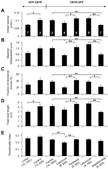 Distal C-terminal truncation of CB1R affects intracellular trafficking of this receptor, which utilizes microtubules and actin filaments for its traffic(A–E) Trafficking dynamics for cells expressing N-terminally tagged GFP–CB1R (column 2) display similar characteristics (no statistical difference) as C-terminally tagged CB1R–GFP (column 3). Truncation of GFP–CB1R at its C-terminal 14 amino acids (Δ14aa) reduces the instantaneous (Instant) velocity (A) and total track length (D) when compared with the control cells expressing the full-length GFP–CB1R (compare columns 1 and 2; Student's t test, *P<0.05). (A) Instantaneous velocity analysis of C-terminally tagged CB1R–GFP shows a decrease from control (column 3) when cells are treated with jasplakinolide (column 7). (B) Average maximal displacement was reduced significantly compared with control when cells were treated with colchicine and jasplakinolide (compare columns 3, 4 and 7). (C) The fraction of directional puncta was reduced when cells were treated with colchicine and jasplakinolide (compare columns 3, 4 and 7). (D) The average total length of tracks travelled by puncta was shorter for jasplakinolide-treated cells (compare columns 3 and 7). (E) The directionality index was reduced compared with control when cells were treated with colchicine (compare columns 3 and 4). Treatments with opposing actions on microtubules, disruption by colchicine and stabilization by paclitaxel, show a significant difference in all measured parameters (compare columns 4 and 5). Similarly, treatments with opposing actions on actin meshwork, disruption by latrunculin B and stabilization by jasplakinolide, show a significant difference in all measured parameters (A–D; compare columns 6 and 7), with the exception of the directionality index (E). The effect of pharmacological agents affecting cytoskeletal elements on C-terminally labelled CB1R–GFP trafficking was statistically tested using one-way ANOVA followed by a post-hoc Fisher's LSD test; *P<0.05 and **P<0.01 respectively. All bars, numbered by column to aid comparison, represent means±S.E.M. of individual cell averages for tracked puncta. Values in parentheses indicate number of cells; total number of puncta.