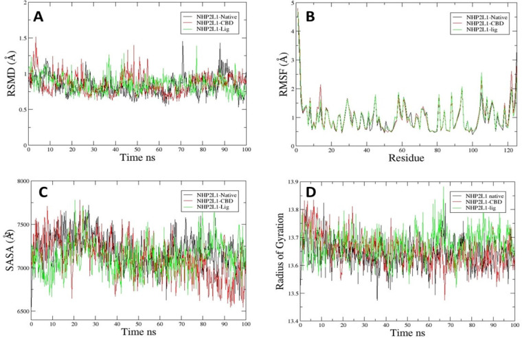 Molecular Dynamics of NHP2L1 native, CBD, and Lig (166505341). A. RMSD, B. RMSF, C. SASA. D. Rg Analysis of All Trajectories.