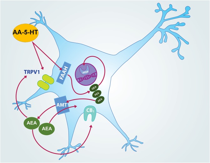 Hypothetical molecular mechanism of action of AA-5-HT in sleep promotion. In this empirical proposal, AA-5-HT inhibits fatty acid amide hydrolase (FAAH) which in turn increases levels of oleoylethanolamide (OEA) and palmitoylethanolamide (PEA) as well as anandamide (AEA). Whereas OEA binds to PPARα in nucleus and promotes waking, AEA is able to diffuse across the cellular membrane by anandamide membrane transporter (AMT) to bind either CB1 cannabinoid receptor or TRPV1. AA-5-HT can also antagonize AEA action at TRPV1. While activation of CB1 cannabinoid receptor has been linked with sleep generation, further evidence is needed to determine whether activation or inhibition of TRPV1 would modulate sleep.