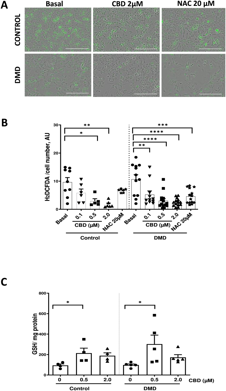 CBD activates antioxidant pathways in hiPSC-cFib from DMD patients and healthy controls.(A) Representative H2DCFDA fluorescence images of hiPSC-cFib from healthy controls and DMD patients following treatment with CBD (0.1–2 μM) or N-acetylcysteine (NAC, 20 μM) for 24 h. Scale bar: 200 μm (B) Quantification of intracellular reactive oxygen species (ROS) levels assessed by H2DCFDA fluorescence in hiPSC-cFib treated with different doses of CBD or NAC (20 μM), in both DMD and healthy control derived cells. Data are presented as mean ± SEM from three healthy donors and three DMD patients, with technical replicates per biological sample obtained from independent hiPSC-cFib differentiation batches. Statistical differences between conditions in control and DMD groups were determined using a non-parametric one-way ANOVA. *P < 0.05,**P < 0.01,****P < 0.0001.(C) Quantification of glutathione (GSH) levels in hiPSC-cFib from healthy controls and DMD patients following treatment with CBD (0.5–2 μM) for 24h. Data are presented as mean ± SEM from n = 3 healthy donors and n = 3 DMD patients with technical replicates obtained from independent hiPSC-cFib differentiation batches of biological samples. Statistical differences between treatments in control and DMD groups up were determined using a non-parametric one-way ANOVA. *P < 0.05.