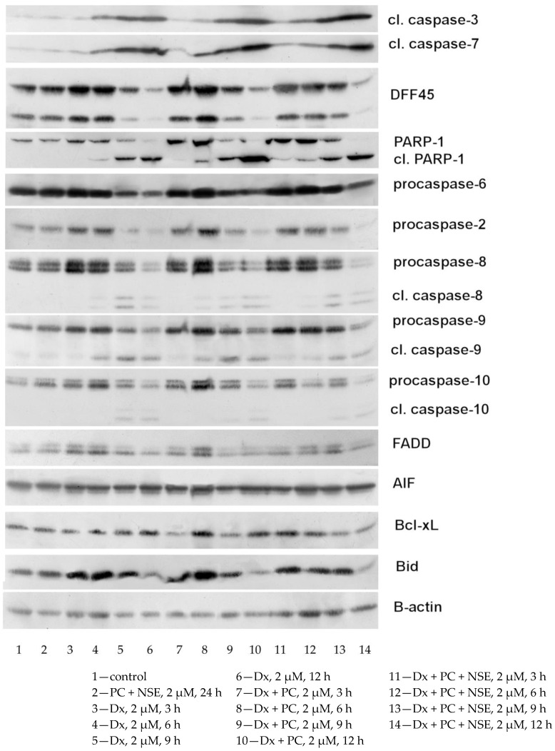 Time-dependent changes in cell death signaling pathways in human Jurkat T-leukemia cells under treatment of various concentrations of Dx, Dx-PC and Dx-PC-NSE.