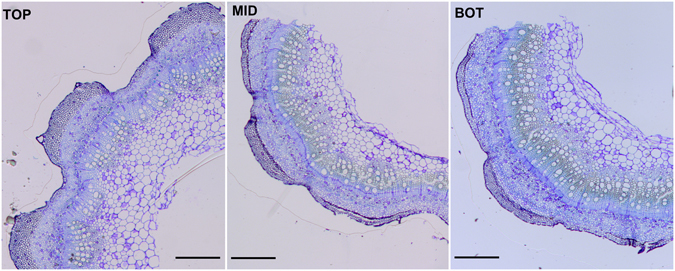 Optical microscope pictures of the different hemp stem regions (TOP, MID, BOT) analysed in this study. Staining was performed with toluidine blue. Scale bars are 500 µm.
