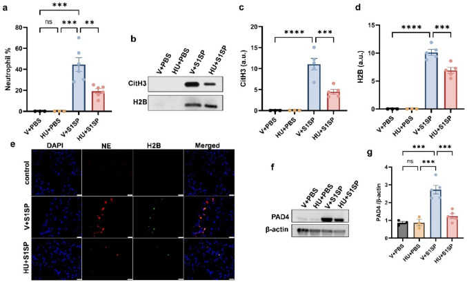 HU308 treatment reduces neutrophil infiltration and activation. K18 hACE2 mice were exposed to PBS or S1SP (0.5 mg/kg) and treated with vehicle or HU308. BALF was collected after 48 h, and the neutrophil population (a) was assessed by differential staining. The release of CitH3 and H2B in the BALF was examined by immunoblot. Representative immunoblot (b) and quantification of CitH3 (c) and H2B (d) in BALF from mice exposed to PBS or S1SP and treated with vehicle or HU308. (e) Representative Immunostaining image of NE (red) and H2B (green) in mouse lungs exposed to PBS or S1SP and treated with vehicle or HU308. The level of PAD4 in the lung was examined by immunoblot. Representative immunoblot images are shown in panel (f), and densitometry data are presented in panel (g). n = 3–6, *p < 0.05, **p < 0.01, ***p < 0.001, ****p < 0.0001. Data are presented as mean ± SEM. V: vehicle, HU: HU308, a.u: arbitrary units