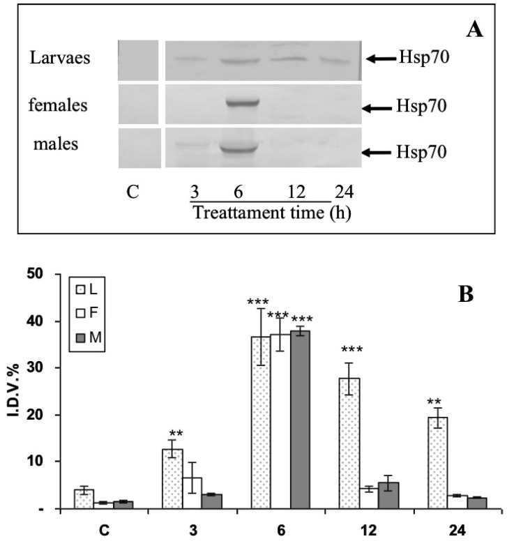 Effects of Bacillus thuringiensis on expression levels of the protein Hsp70 in adults and larvae of brain Rhynchophorus ferrugineus after 3, 6, 12, and 24 h treatment. (A) Representative Western blot of Hsp70 levels in three specimens from each group (one for each experimental trial). (B) Integrated optical density histogram (IDV) of the Hsp70 protein bands. Data are means ± S.D. (N = 15 control and N = 15 test specimens). Asterisks represent significant differences between control and test groups (** p < 0.01; *** p < 0.001).