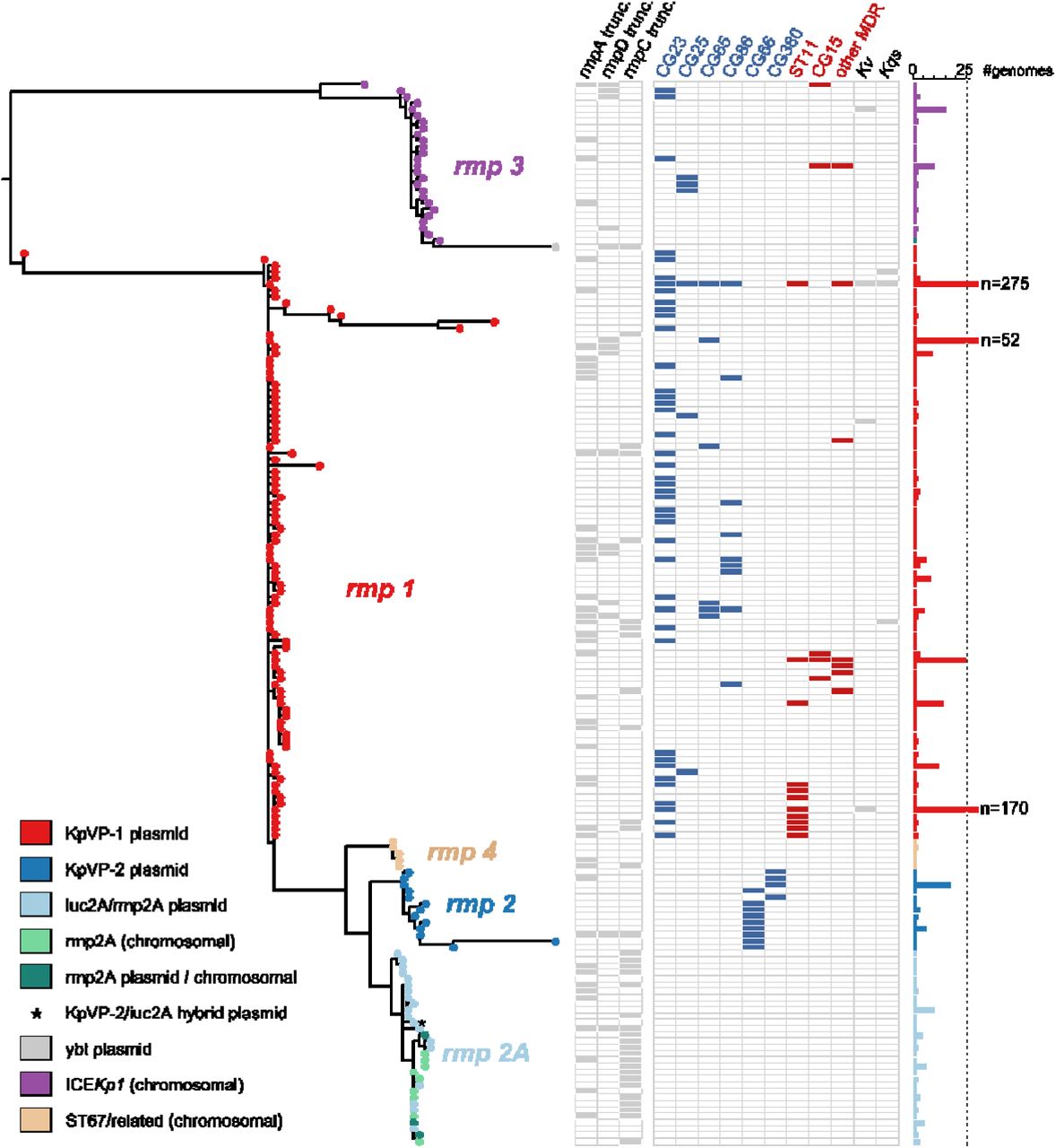 Maximum-likelihood phylogenetic tree of rmp sequence types (RmSTs).Lineages are labelled and tips are coloured by the associated mobile genetic element according to the legend. Columns are as follows for a particular RmST: presence or absence of truncations in the rmpA, rmpD and rmpC, detection within a hypervirulent (blue) or MDR (red) clone or non-K. pneumoniae species (Kv, Klebsiella variicola; Kqs, Klebsiella quasipneumoniae subsp. similipneumoniae). The number of genomes from which each RmST was detected is shown in the bar graph on the right-hand side.