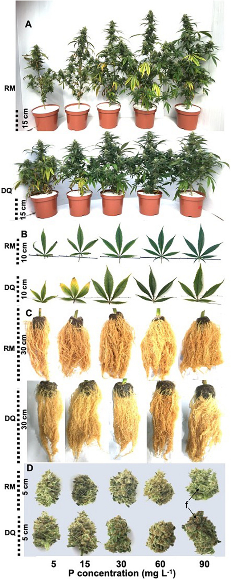 Effect of P supply on visual appearance of whole plants (A), leaves (B), roots (C), and trimmed inflorescences (D) of two medical cannabis cultivars RM and DQ. The images were taken at plant maturity. Shown are the apical inflorescence on the main stem and the youngest fully developed leaf on the main stem. “f” points at individual flowers in the inflorescence.