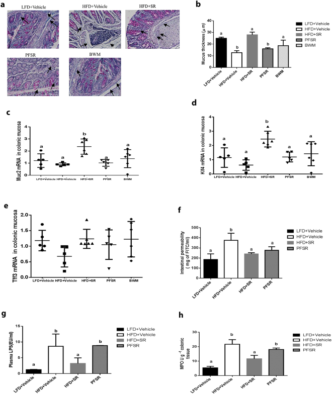 SR141716A restores gut barrier function in diet-induced obesity. Experiments Diet-Induced Obesity (DIO) were set up as described in Fig. 1 legend. (a) Representative Periodic Acid Schiff images were used for in situ mucus layer staining, scale bar,100 μm. (b) Thickness of the mucus layer measured by histological image analysis software MetaMorph (LFD + Vehicle, n = 5; HFD + Vehicle, n = 5; SR, n = 6; PFSR, n = 5; and BWM, n = 6). (c–e) mRNA expression analysis by qRT-PCR of mucus-related genes in the colonic mucosa. (f) Intestinal permeability was measured by quantitation of levels of serum FITC-Dextran (4 kDa) following oral gavage (n = 5 except LFD + Vehicle, n = 4). (g) Plasma lipopolysaccharide (LPS) level in Diet-Induced Obesity (DIO) mice treated with SR141716A for four weeks and controls was quantified (n = 5). (h) Myeloperoxidase (MPO) levels in colonic tissue were measured (n = 5). Data are shown as mean \documentclass[12pt]{minimal} \usepackage{amsmath} \usepackage{wasysym} \usepackage{amsfonts} \usepackage{amssymb} \usepackage{amsbsy} \usepackage{mathrsfs} \usepackage{upgreek} \setlength{\oddsidemargin}{-69pt} \begin{document}$$\pm $$\end{document}± SD. Data with different superscript letters are significantly different (P < 0.05) according to post hoc ANOVA one-way statistical analysis.