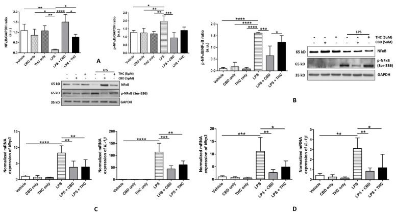 Effect of cannabinoids on the NFκB-mediated gene expression in THP-1 macrophages and primary human bronchial epithelial cells. (A): CBD, not THC, decreased the expression of phospho-NFκB p65 (Ser-536) after LPS stimulation in THP-1 macrophages: Representative Western blots of NFκB, p-NFκB, and GAPDH bands and the quantification of the same using one-way ANOVA with Tukey’s multiple-comparison test. Four independent experiments (n = 4) of THP-1 cell lysates obtained after pre-treatment with CBD or THC for 30 min and LPS stimulation for 3 h were analyzed, and data are expressed as means ± SD; * p < 0.05, ** p < 0.01, *** p < 0.001, **** p < 0.0001. (B): CBD, not THC, decreased the ratio of the expressions of phospho-NFκB p65 (Ser-536)/NFκB after LPS stimulation in primary HBECs: Representative Western blots of NFκB, p-NFκB, and GAPDH bands and the quantification of the same using one-way ANOVA with Tukey’s multiple-comparison test. Four independent experiments (n = 4) of primary human bronchial epithelial cell lysates obtained after pre-treatment with CBD or THC for 30 min and LPS stimulation for 8 h were analyzed, and data are expressed as means ± SD; * p < 0.05, *** p < 0.001, **** p < 0.0001. (Abbreviation: HBECs: Human bronchial epithelial cells). (C): CBD and THC decreased the gene expression of Nlrp3 and Il-1β after LPS stimulation in THP-1 macrophages: The mRNA expression of Nlrp3 and Il-1β relative to GAPDH normalized to vehicle quantified using one-way ANOVA with Tukey’s multiple-comparison test. Four independent experiments (n = 4) using total RNA isolated from THP-1 cells obtained after pre-treatment with CBD or THC for 30 min and LPS stimulation for 3 h were analyzed, and data are expressed as means ± SD; ** p < 0.01, *** p < 0.001, **** p < 0.0001. Each independent experiment was run in duplicates. (D): CBD and THC decreased the gene expression of Nlrp3 and Il-1β after LPS stimulation in primary HBECs: The mRNA expression of Nlrp3 and Il-1β relative to GAPDH normalized to vehicle was quantified using one-way ANOVA with Tukey’s multiple-comparison test. Four independent experiments (n = 4) using total RNA isolated from primary bronchial epithelial cells obtained after by pre-treatment with CBD or THC for 30 min and LPS stimulation for 8 h were analyzed, and data are expressed as means ± SD; * p < 0.05, ** p < 0.01, *** p < 0.001. Each independent experiment was run in duplicates. (Abbreviation: HBECs: Human bronchial epithelial cells).
