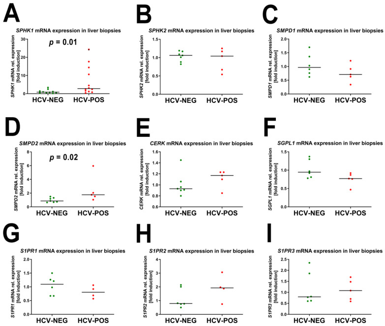 mRNA expression of genes involved in sphingolipid metabolism. (A) Sphingosine kinase 1 (SPHK1);(B) Sphingosine kinase 2 (SPHK2); (C) Sphingomyelin phosphodiesterase 1 (SMPD1); (D) Sphingomyelin phosphodiesterase 2 (SMPD2); (E) Ceramide kinase (CERK); (F) Sphingosine 1-phosphate lyase (SGPL1); (G) Sphingosine 1-phosphate receptor 1 (S1PR1); (H) Sphingosine 1-phosphate receptor 2 (S1PR2); (I) Sphingosine 1-phosphate receptor 3 (S1PR3).