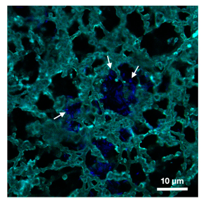 Confocal fluorescence microscopy image of immobilized B. thuringiensis cells (blue) in the pores of a CBD-biofunctionalized nitrocellulose membrane (turquoise). The white arrows indicate the presence of captured bacteria on the surface of the membrane pores.