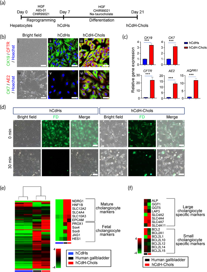 Differentiation of human chemically derived hepatic progenitor cells (hCdHs) toward biliary epithelial lineage in 2D culture. (a) Experimental design. (b) Representative phase contrast (i and iv) and double immunofluorescence (ii, iii, v, vi) images of staining for biliary markers CK19/CFTR, and CK7/AE2 at 14 days after induction of cholangiocytic differentiation as compared to undifferentiated hCdHs used as negative controls. Nuclei were counterstained with Hoechst 33342. Scale bars: 100 μm (i and iv), 50 μm (ii, iii, v, vi). (c) Reverse transcription quantitative real‐time polymerase chain reaction (RT‐qPCR) analysis of biliary marker genes at 14 days post differentiation. GAPDH was used as internal control. Data were analyzed by two‐tailed t‐test and presented as means ± SEM of three individual experiments performed in triplicates. ***p < 0.001 (d) Representative fluorescence images demonstrating secretion of fluorescein diacetate (FD) indicative of bile acid transfer. Scale bar: 100 μm. (e) Heat map and unsupervised hierarchal cluster analysis of RNA‐seq data generated for human gallbladder tissue, hCdHs, and hCdH‐Chols. (f) Heat map diagram showing differential expression pattern of known markers for large and small cholangiocytes in human gallbladder and hCdH‐Chols. The color bars in panels (e) and (f) indicate gene expression in log2 scale with red being the highest and green the lowest value