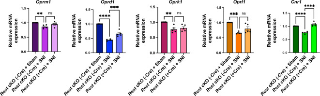 DRG neuron-specific Rest cKO rescues the SNI-induced reduction in the expression of Oprd1 and Cnr1 in the DRG of mice. mRNA samples from the L3/L4 DRG tissues of mice, characterized in Fig. 4, were used for RT-qPCR analysis of Oprm1, Oprd1, Oprk1, Oprl1, and Cnr1 transcripts. Gapdh was used as an internal control. Data from Rest cKO (-Cre) + sham, Rest cKO (-Cre) + SNI, and Rest cKO (+ Cre) + SNI are shown. A two-way ANOVA followed by Tukey’s multiple comparison test was used. Data are presented as mean ± SEM. P-values are shown. N = 5 mice per group.