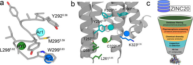 A pharmacophore model for the interaction with 5HT2AR. (a) Molecular model of the 5.55VYAYMYILW5.63 peptide (gray sticks), derived from TM 5 of CB1R, and the 3-point pharmacophore containing an aromatic feature (Ar1, blue circle) positioned over W5.63 of the peptide, a hydrophobic feature (HYD, green circle) positioned over L5.62 of the peptide, and an additional aromatic feature (Ar2, cyan circle) positioned approximately between Y5.56 and M5.59 of the peptide. (b) Position of this 3-point pharmacophore relative to our previously reported 5HT2BR-based homology model of 5HT2AR.6,16 In this homology model, Ar1 is predicted to interact with Lys3236.35 and Phe3306.42 side chains (blue/cyan sticks), HYD with Thr2575.61, Ile2585.62, Leu2615.65, and Cys3216.34 side chains (green sticks), and Ar2 (cyan circle) with Tyr2545.58, Phe3296.41, and Phe3306.42 side chains (cyan sticks). (c) The virtual screening process from the ZINC database20 involved the steps of physicochemical properties calculation and filtering, conformer generation and pharmacophore screening, chemical diversity calculation of the top-ranked compounds, and inspection and final selection of the molecules to be purchased and tested.