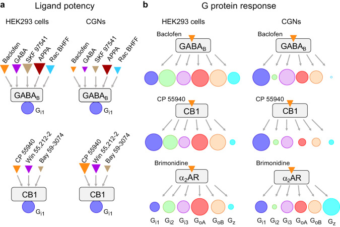 Major differences in agonist potencies and the G protein response profile for some GPCRs between heterologous and native cells.a Scheme illustrating the difference in agonist or PAM potencies for the GABAB and CB1 receptors between HEK293 cells and CGNs for the Gi1 sensor. For each cell and receptor, the relative size of the triangles is according to the pEC50 values of the indicated agonists. b Scheme illustrating the difference in Gi/o protein response (Gi1, Gi2, Gi3, GoA, GoB and Gz) between CGNs and HEK293 cells for the receptors GABAB, CB1 and α2AR in presence of the indicated agonists, when Gγ2 is used for all these Gi/o sensors. For each cell and receptor, the size of the circle is the percentage of change in BRET ratio upon the agonist stimulation for GABAB (Fig. 2a), α2AR (Fig. 5e) and CB1 (Fig. 6b) normalized to the Gi/o sensor that has the highest response: in HEK293 cells, GoA for GABAB, α2AR and Gi1 for CB1, and in CGNs, Gi1 for both the GABAB and CB1, and Gz for α2AR.