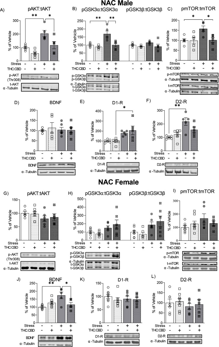 Effects of THC:CBD edible formulation on expression of Akt (A, G), GSK3 α/β (B, H), mTOR (C, I), BDNF (D, J), D1-R (E, K) and D2-R (F, L) in NAc of non-stressed and stressed male (A-F) and female (G-L) rats. Representative Western blots (Bottom) and quantification (Top) in the NAC of comparison between non-stressed and stressed cohorts. Data correspond to mean ± SEM, two-way ANOVA, Holm-Sidak post-hoc unpaired; *p < 0.05; **p < 0.01.