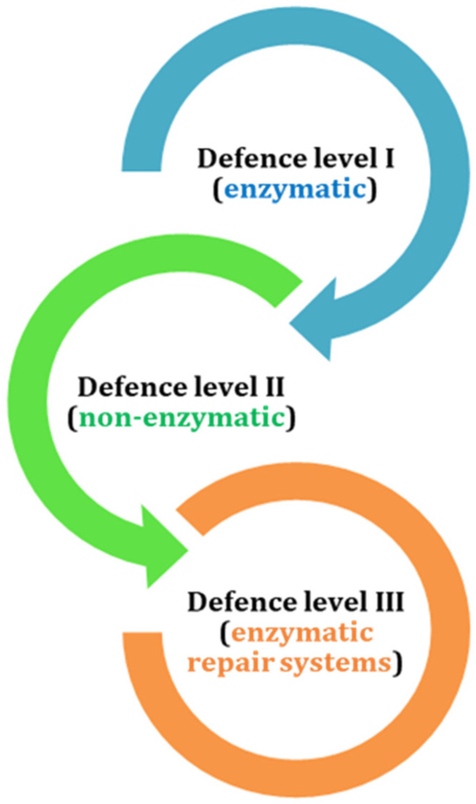 Antioxidant levels of defense of bryophytes (the arrows follow the hierarchy of sequence of action).
