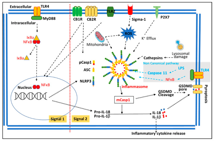 A schematic diagram of signal 1 and signal 2 for NLRP3 inflammasome activation. The grey area is the NLRP3 non-canonical pathway.
