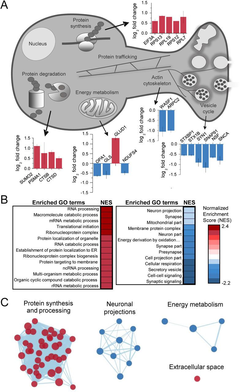CB1 activation alters the abundance of proteins linked to protein synthesis, synaptic structure/function and energy metabolismA. Examples of proteins that were identified in enriched GO terms and were significantly altered by CB1 activation (p < 0.05). Protein IDs are grouped by proposed biological function and average log2 fold change is plotted.B. List of enriched GO terms and normalized enrichment scores (NES) as identified by GSEA. Positive NES reflects overall upregulation of proteins associated with the GO term whereas negative values indicate the opposite.C. Cluster analysis of enriched/depleted GO terms from GSEA revealed 4 distinct biological processes that were consistently up or downregulated by CB1 activation. Each node represents a single GO term. Node size represents magnitude of enrichment and edge length gives degree of overlap between 2 GO terms. Color represents up (red) or downregulation (blue) of proteins associated with that GO term. See Supp. Figure 3 for examples.