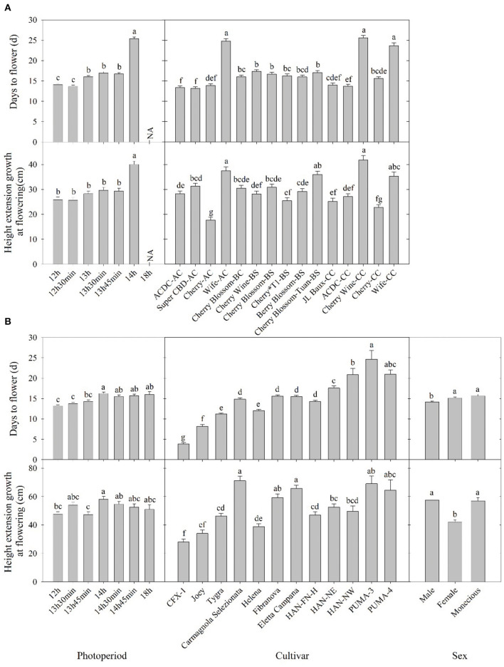 Days to flower after lighting treatment initiated and height extension growth at the flowering of (A) essential oil and (B) fiber/grain cultivars under different photoperiods, cultivars, and/or sex from Expt. 1 and 2. Means sharing a letter are not statistically different by Tukey's honest significance difference test at P ≤ 0.05. Error bars indicate standard error.