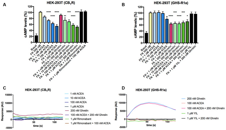Functional characterization of GHS-R1a and CB1 receptors expressed in HEK-293T cells. (A,B) HEK-293T cells transfected with cDNA encoding for either CB1R (1 μg; A) or GHS-R1a (1.5 μg; B) were pre-treated with selective antagonists, 1 μM rimonabant -CB1R- or 1 μM YIL 781 -GHS-R1a-, and subsequently treated with the selective agonists, ACEA (1 nM, 10 nM, 100 nM, 1 μM) -CB1R- or ghrelin (200 nM) -GHS-R1a-. cAMP levels after 0.5 μM forskolin (FK) stimulation were detected by the Lance Ultra cAMP kit. Results are expressed in % respect to levels obtained upon FK stimulation (100%). The values are the mean ± SEM of 10 independent experiments performed in triplicates. One-way ANOVA followed by Bonferroni’s multiple comparison post-hoc test were used for statistical analysis. *p < 0.05, **p < 0.01, ***p < 0.001, ****p < 0.0001 vs. FK treatment. (C,D) HEK-293T cells expressing an engineered calcium sensor, 6GCaMP, and CB1R (C) or GHS-R1a (D) were pre-treated with selective antagonists for 10 min followed by agonist stimulation. Real-time traces of cytoplasmic Ca2+ levels detected by EnSpire® Multimode Plate Reader (PerkinElmer, Waltham, MA, USA) over time are shown (six independent experiments).