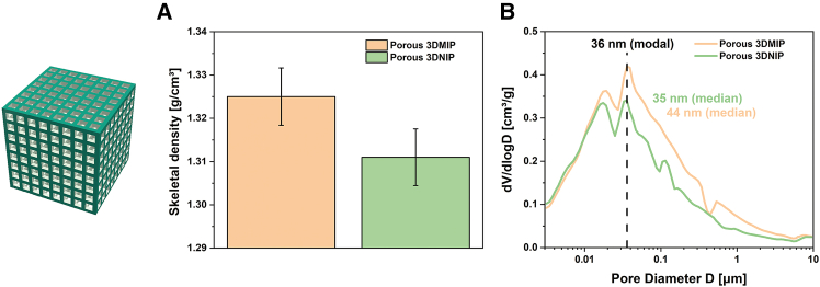 Microstructural differences between S1 3DMIP and S1 3DNIP(A) Skeletal densities determined by helium pycnometry. Lower skeletal density values suggest a higher fraction of inaccessible pores (i.e., blocked pores) in the NIP compared to the MIP. Error bars represent the instrumental error.(B) Pore size distributions obtained via mercury intrusion porosimetry reveal a greater abundance of small pores in the 3DNIP relative to the 3DMIP. Data are represented as mean of two independent experiments (n = 2).