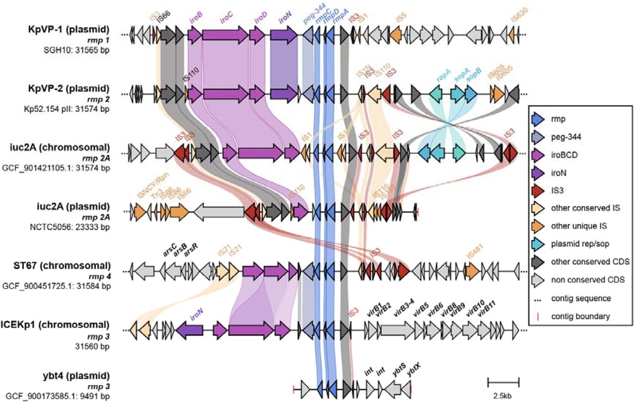 Comparison of upstream and downstream regions of rmp associated with different mobile variants.Arrows represent coding sequences and those corresponding to genes of interest are labelled and coloured by functionality as per the legend. Other labelled loci include arsCBR (arsenic resistance), virB1-virB11 (virB-type 4 secretion system) and ybtSX (part of the yersiniabactin locus). Shading correspond to regions of similarity (sequence identity ≥ 30%) as identified by clinker.