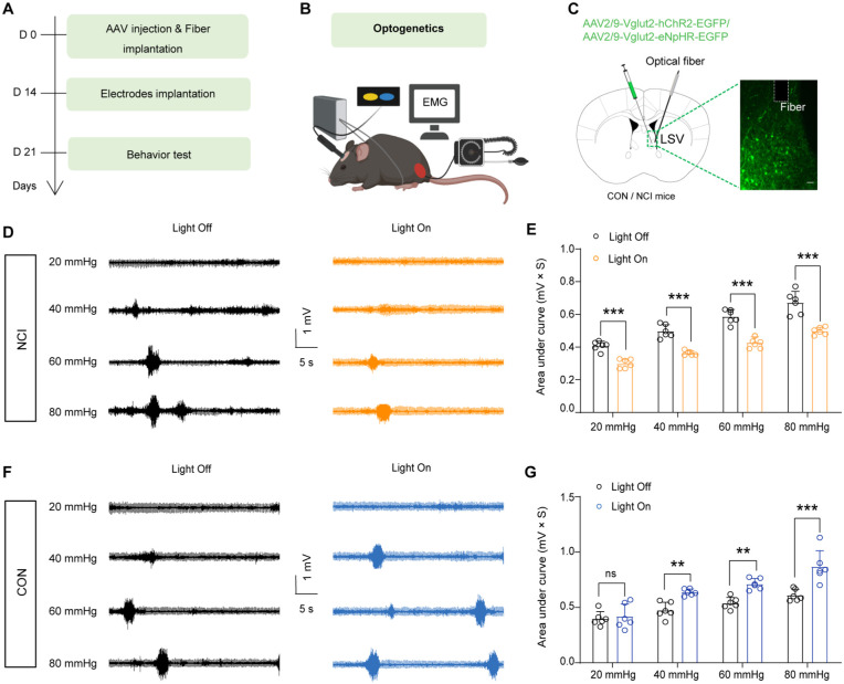 A scientific figure detailing optogenetic modulation's impact on EMG traces in diabetic mice, comparing NCI and CON mice.