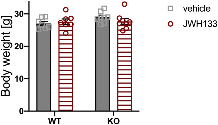 Body weight of p62 KO and WT littermates is not different at the age of 3 months. Male mice were aged 3 months at the beginning of the experiment and were treated for 5 days with vehicle or JWH133. Body weight of mice was similar between all experimental groups. Data were analyzed by using ordinary two-way ANOVA. All error bars show mean ± SEM. Squares and circles represent individual data points. WT vehicle N = 7, KO vehicle N = 8, WT JWH133 N = 8, KO JWH133 N = 8.