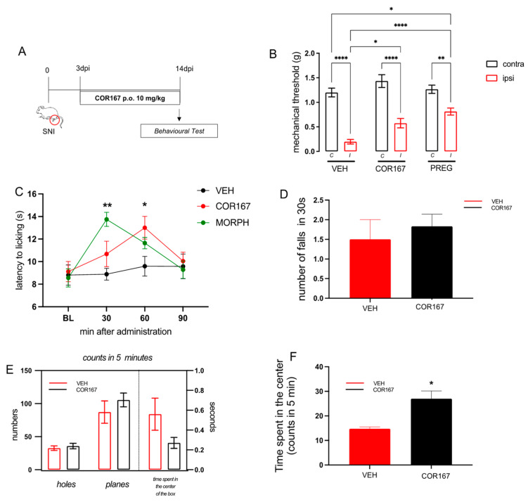 COR167 attenuation of neuropathic pain after repeated administration. (A) Experimental protocol. COR167 10 mg/kg p.o. was administered daily from day 3 to 14 post-injury. Tests were performed on day 14 post-injury. (B) COR167 attenuation of mechanical allodynia in the ipsilateral side (ipsi) with an efficacy comparable to the reference drug pregabalin (PREG). * p < 0.05, ** p < 0.01, **** p < 0.0001 vs. contralateral side (contra). (C) Time-course curve for the attenuation of thermal hyperalgesia by COR167 compared to morphine (MORPH). * p < 0.05, ** p < 0.01 vs. vehicle-treated mice. (D) Lack of impairment of motor coordination by COR167 repeated treatment in the rotarod test. (E) COR167 did not alter spontaneous mobility (planes) and exploratory activity (holes) in the hole board test. (F) Increase of the time spent in the center of the arena by COR167 in the open field test. * p < 0.05 vs. vehicle-treated mice.