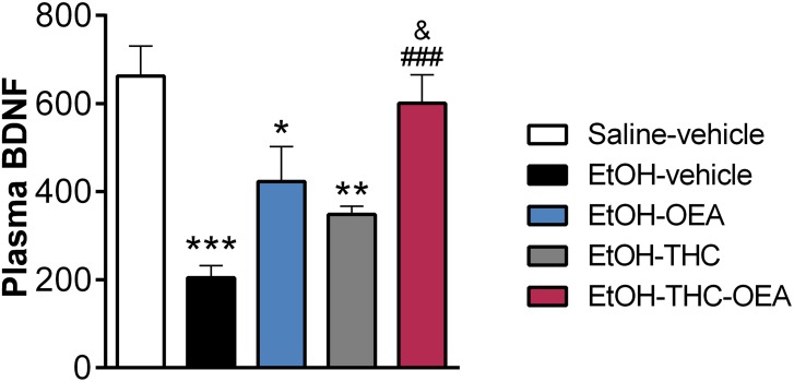 Circulating concentrations of BDNF. Bars represent the mean ± SEM (n = 8/group). Tukey: ∗p < 0.05, ∗∗p < 0.01, ∗∗∗p < 0.001 vs. saline-vehicle; ###p < 0.001 vs. EtOH-vehicle; &p < 0.05 vs. EtOH-THC.