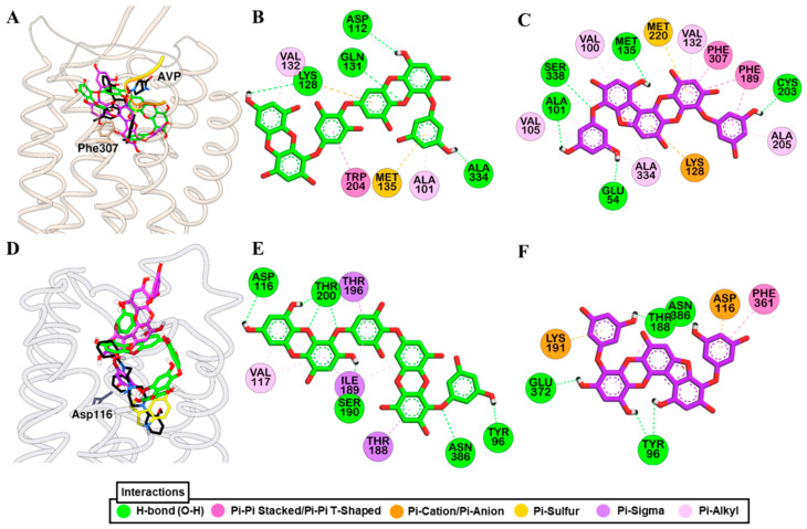 Molecular docking simulation of hV1AR (A) and h5-HT1AR (D) binding with dieckol (green stick) and phlorofucofuroeckol-A (purple stick) along with reported agonist (yellow ribbon or stick) and antagonist (black stick). Detailed hV1AR–ligand (B) for dieckol and (C) for phlorofucofuroeckol-A) and h5-HT1AR–ligand interactions (E) for dieckol and (F) for phlorofucofuroeckol-A) on a 2D diagram.