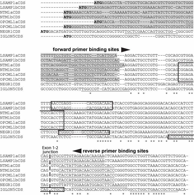Multiple sequence alignment of the 5′ coding regions (CDS) of human IgLON gene family. The unique 5′-regions that are distinct in 1a/1b isoforms have been highlighted with gray shading. The binding sequences for FAM-BHQplus probes have been surrounded by a box. The binding sequences for 1a/1b isoform specific primers for human IgLON gene transcripts, have been underlined. The NCBI accession numbers of the human IgLON transcripts used as an input for CLUSTALW: OPCML1a (NM_001012393.1), OPCML1b (NM_002545.3) NTM 1a (NM_001048209.1), NTM 1b (NM_016522.2), LSAMP 1a (AK299851.1), LSAMP 1b (NM_002338.3), NEGR1 (NM_173808.2) and IGLON5 (NM_001101372.2). An ∗ (asterisk) indicates positions which have a single, fully conserved nucleotide.