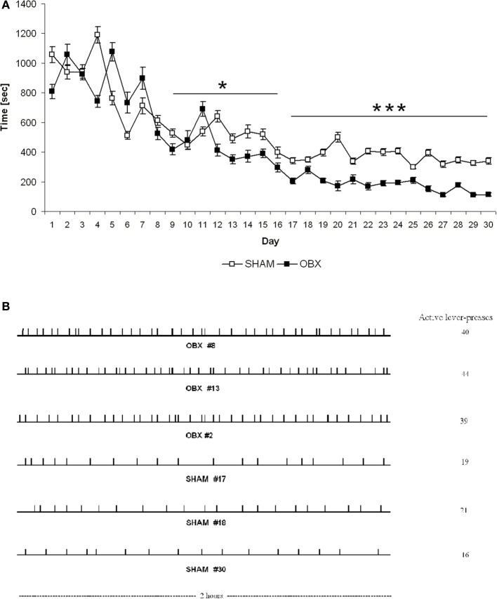 Latency to the first active response (A) and patterns of responding (B) in SHAM and OBX Lister Hooded rats during WIN self-administration. (A) Latency (seconds) to the first active lever presses in SHAM (n = 6) and OBX (n = 7) rats. Data are shown as means (±s.e.m.). *α < 0.05 and ***α < 0.001, repeated measures ANOVA. (B) Quantitative, but not qualitative, differences in the active responding patterns between OBX and SHAM rats. Individual representative records illustrating responding patterns of OBX (first three patterns) and SHAM (last three patterns) rats on the active lever on the last day of the self-administration training (day 30). Each tick denotes the time of every response on the active lever. Cumulative numbers of active responses made over the 2 h test sessions are illustrated on the right side of each pattern.