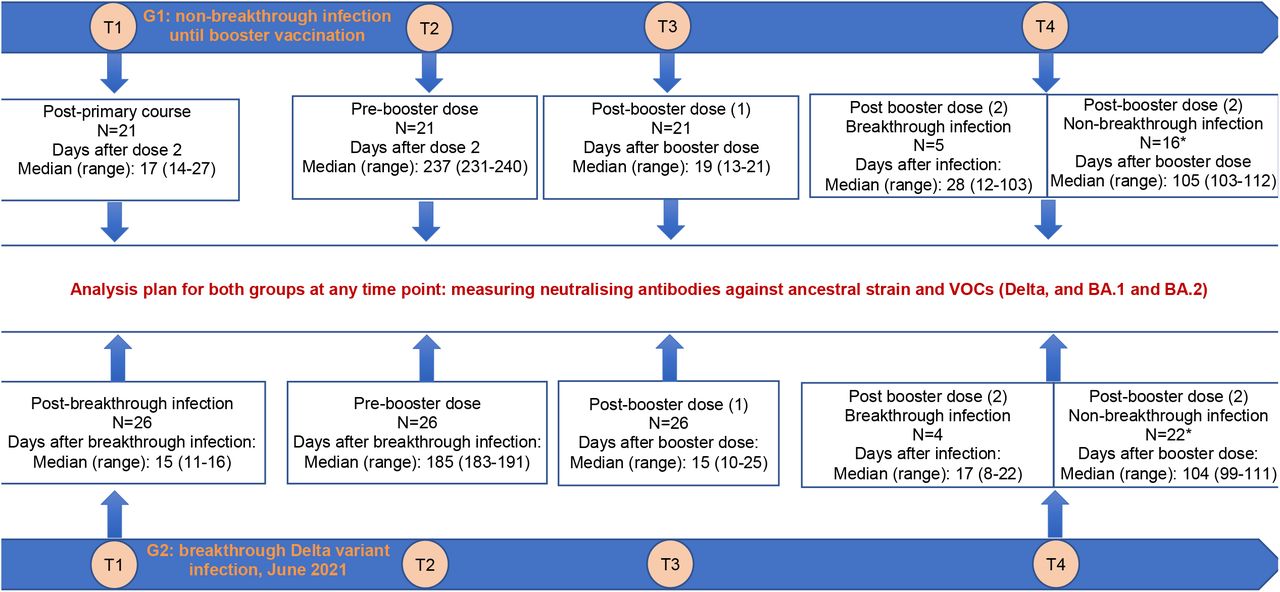 Illustration showing the distribution of the study participants and sampling schedules for neutralising antibody measurementNote to Figure 1: *after excluding cases with a SARS-CoV-2 infection episode recorded after the booster dose.