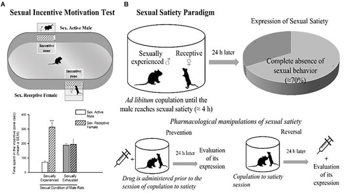 Sexual incentive motivation test (A) and sexual satiety paradigm (B). Sexual incentive motivation is measured as the time spent by the male rat in the incentive zones (receptive female or male) of the test field. Sexually experienced males will spend more time in the incentive zone of the sexually receptive female (dashed bars) in comparison with the male (empty bars). Sexually satiated males will spend the same time in both incentive zones. In the sexual satiety paradigm, sexually experienced males in the course of an ad libitum copulation session will ejaculate repeatedly (7 in ≈4 h) until reaching sexual satiety. Twenty-four hours after copulation to satiety, most males (≈70%) will not respond with sexual behavior when a receptive female is accessible. Pharmacological treatments can modify the features of the sexual satiety paradigm, the most important being the increase in the percentage of sexually satiated male rats exhibiting sexual behavior expression with a receptive female. If a drug treatment is administered prior to the copulation to satiety session, the result (percentage of animals exhibiting sexual behavior) will reflect the prevention of the establishment of sexual inhibition. If the treatment is administered 24 h after the sexual satiety session, the result will reflect a reversal. Figures modified from Canseco-Alba and Rodríguez-Manzo (2019).