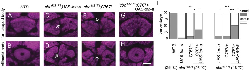 The cbd mutant phenotype could be significantly rescued when ten-a was driven by C767-Gal4.(A, B) WTB showed normal FB and EB. (C–F) Both UAS-ten-a and C767-Gal4 in the cbd KS171 background showed defect in FB and EB. (G, H) FB and EB were restored to normal when UAS-ten-a was driven by C767-Gal4. (I) Percentage of normal FB and EB in controls (5.6% for cbd KS171;UAS-ten-a, n = 36; 10% for cbd KS171;C767-Gal4/+, n = 30) and in flies with UAS-ten-a driven by C767-Gal4 (36%, n = 25). Two tailed Fisher exact test. *P<0.05, **P<0.01, ***P<0.001. When ten-a over-expressing flies were kept at 18°C, 47% (n = 32) of flies showed a normal FB and EB, much higher than control flies (12.5% for cbd KS171;UAS-ten-a, n = 24; 11.1% for cbd KS171;C767-Gal4/+, n = 18). Scale bar, 25 µm. Arrows indicate the central complex defect.