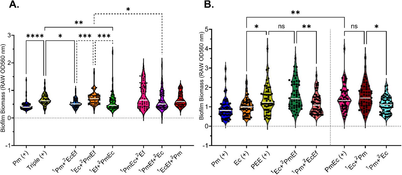 Initial colonization by E. coli modulates the catheter environment to facilitate polymicrobial biofilm enhancement. Priority effect experiments were performed under flow conditions in which (A) inoculations were 1.5 hours apart and biomass assessed at 24 hours or (H) inoculations were 24 hours apart and biomass assessed at 48 hours. Pm (blue,+), Ec (orange,+), or Triple (yellow,+) were seeded at time 0 for comparison, and numbers (1,2) indicate which species or combinations were seeded first and which were introduced after the first incubation. Biofilm biomass was assessed by crystal violet staining. Data shows at least 1 biological replicate from 4 independent experiments per condition. Statistical significance was determined by Kruskal-Wallis with multiple comparisons; *, P<0.05; **, P<0.01; ***, P<0.001; ****, P<0.0001; ns, non-significant